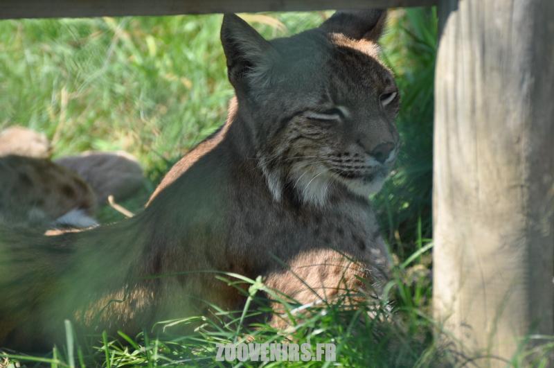 Lynx 