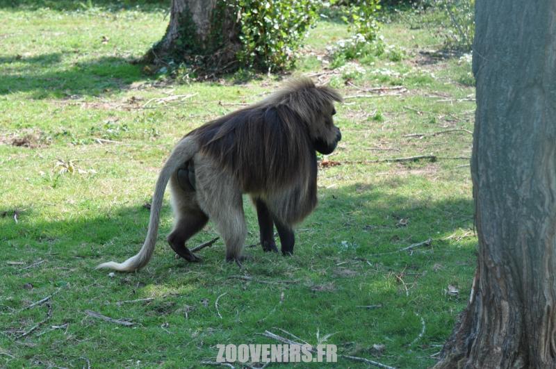 Gelada