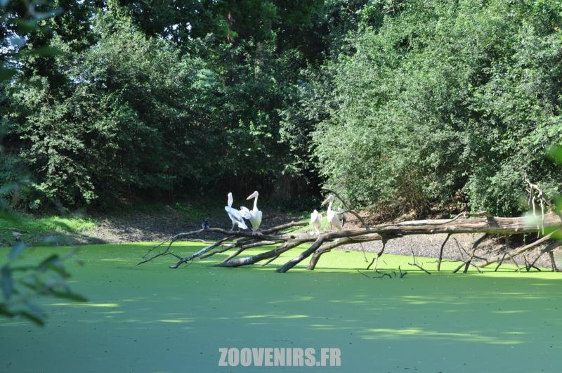 Pélican