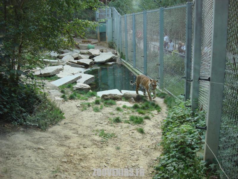 Tigre de Sibérie