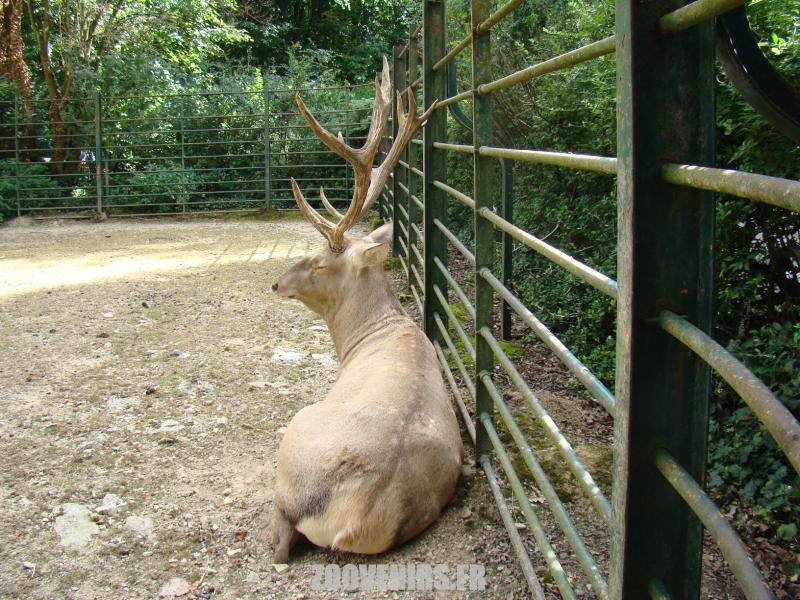 Cerf de Bactriane 