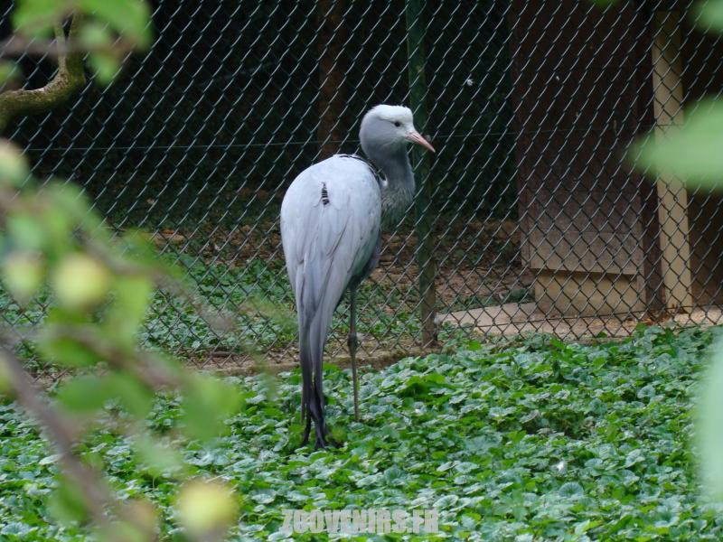 Grue de Paradis