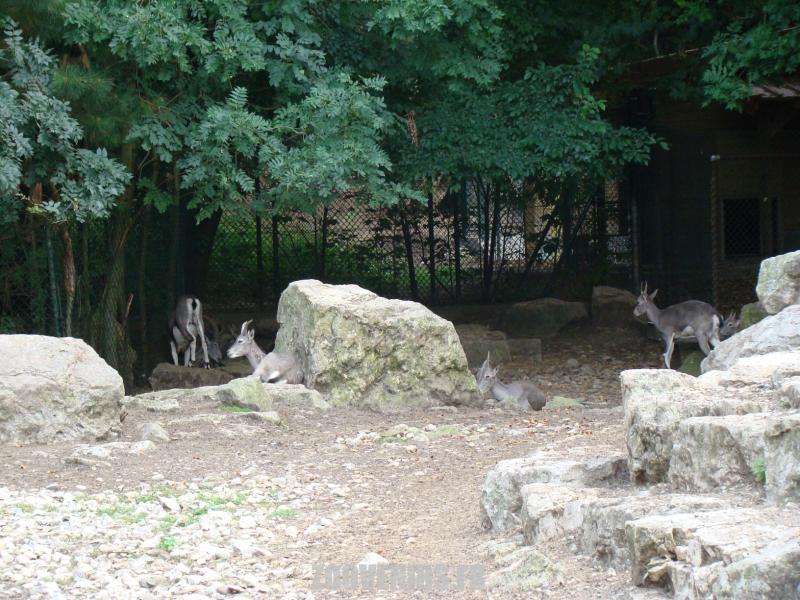Bharal