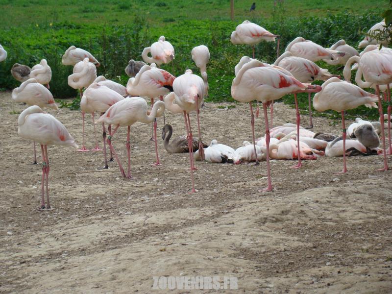Flamant rose
