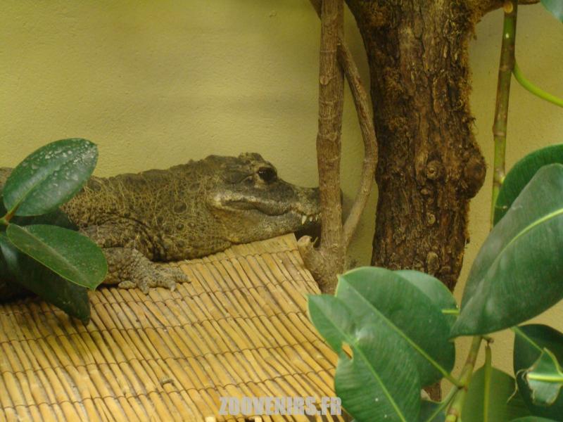 Crocodile nain