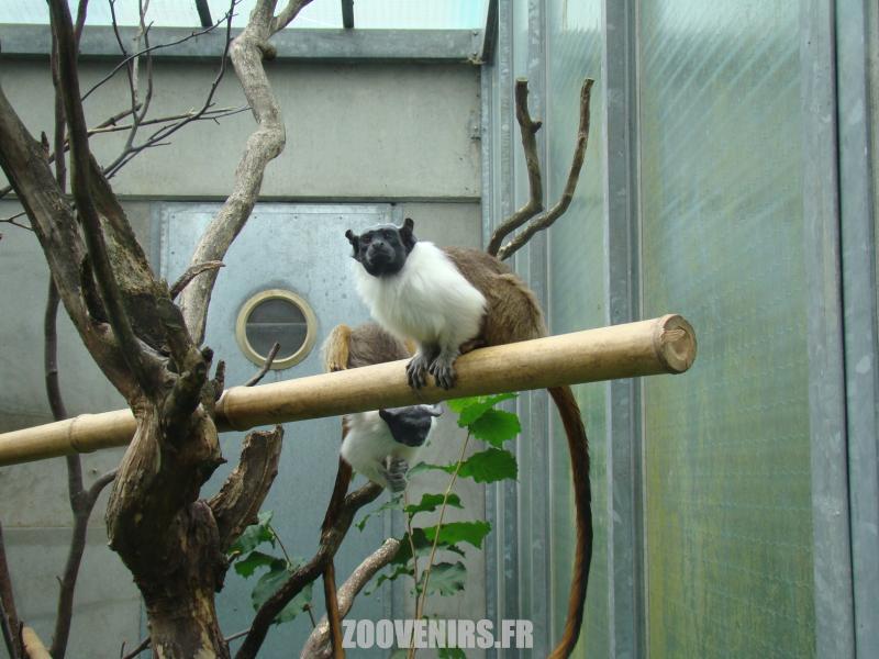 Tamarin bicolore