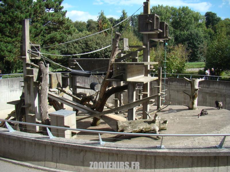 Macaque de Tonkéan