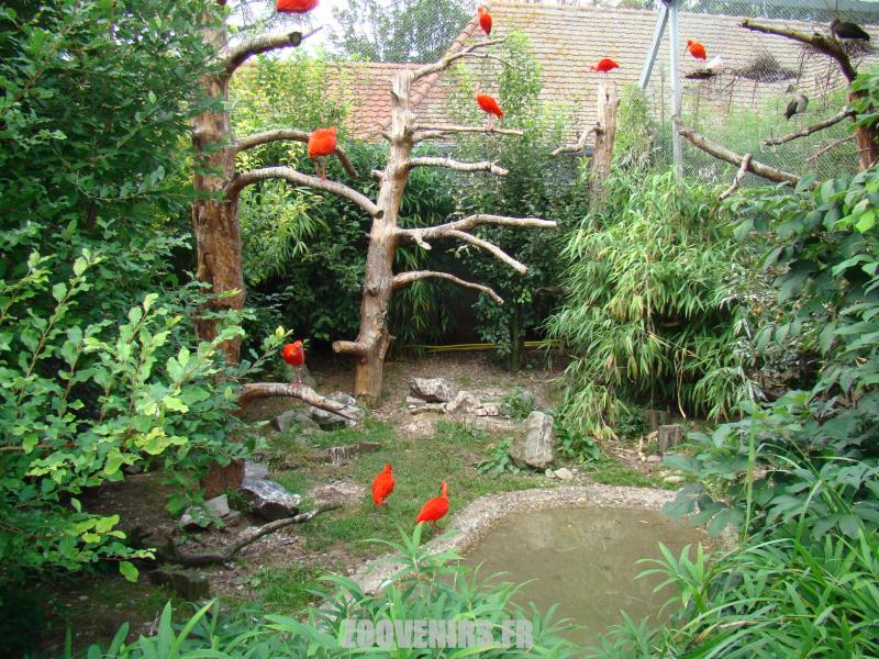 Ibis rouge