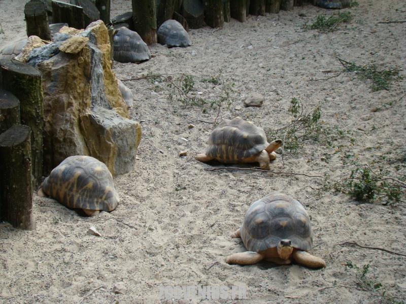 Tortue rayonnée