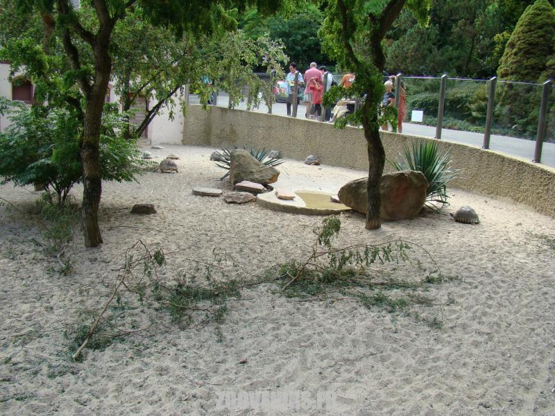 Tortue rayonnée