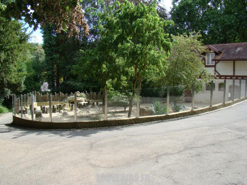 Tortue rayonnée