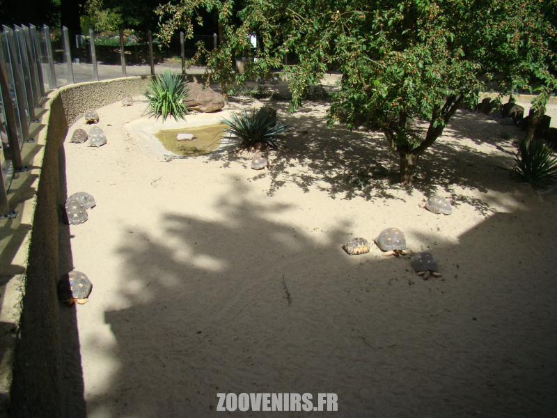 Tortue rayonnée