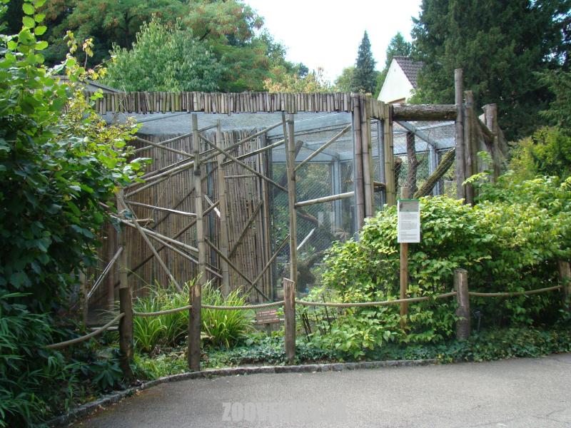 Lémuriens