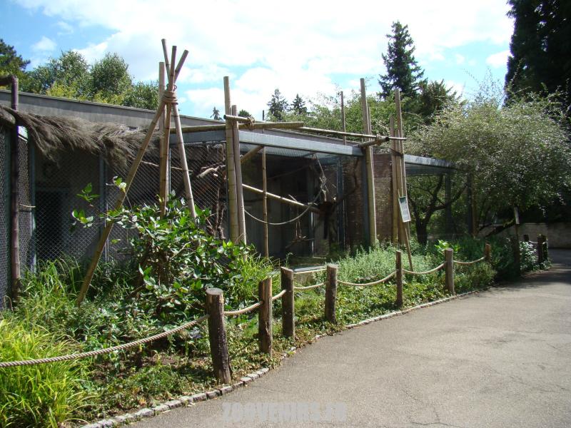 Lémuriens