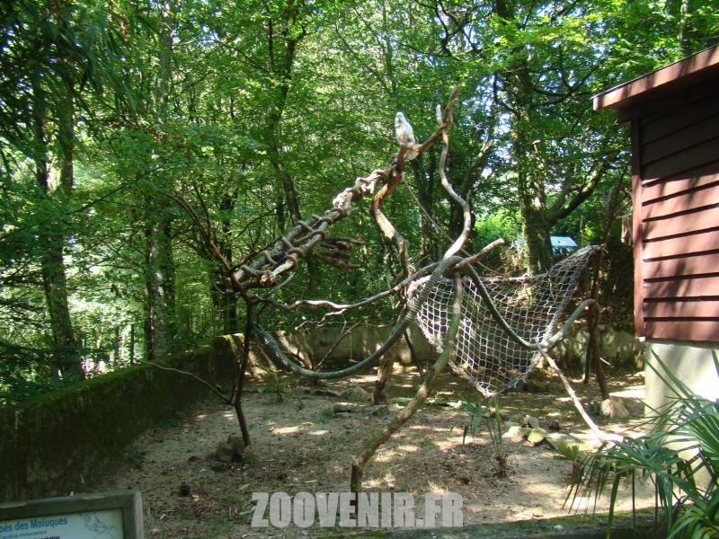 Cacatoés des Moluques