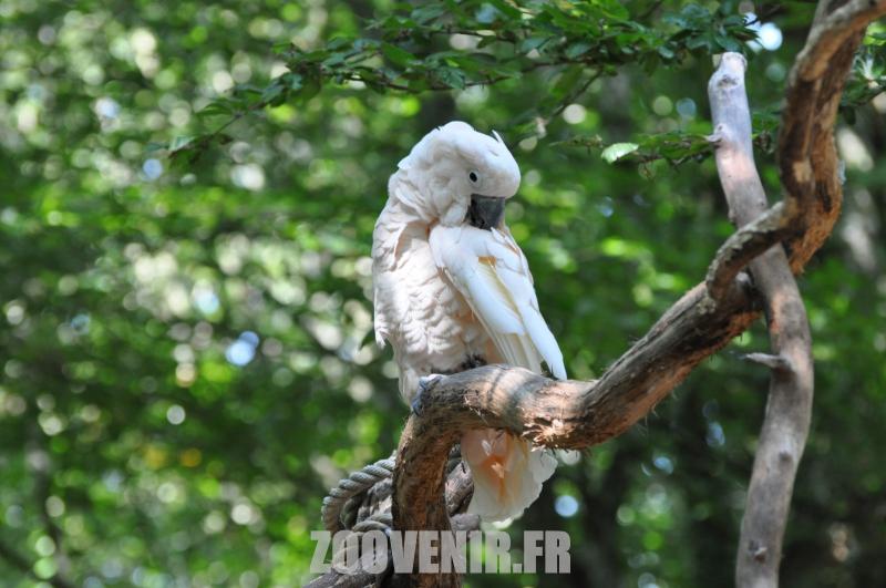 Cacatoès des Moluques