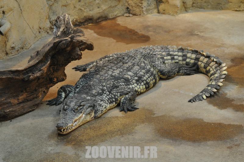 Crocodile