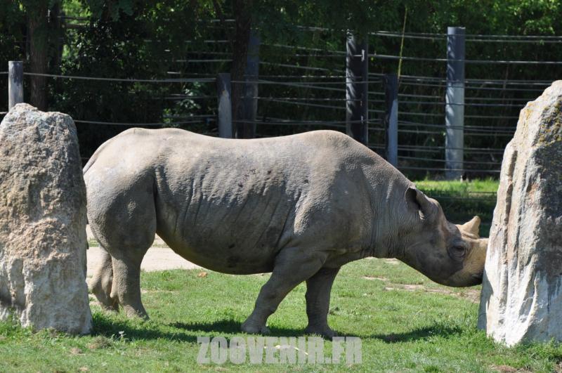 Rhinocéros noir