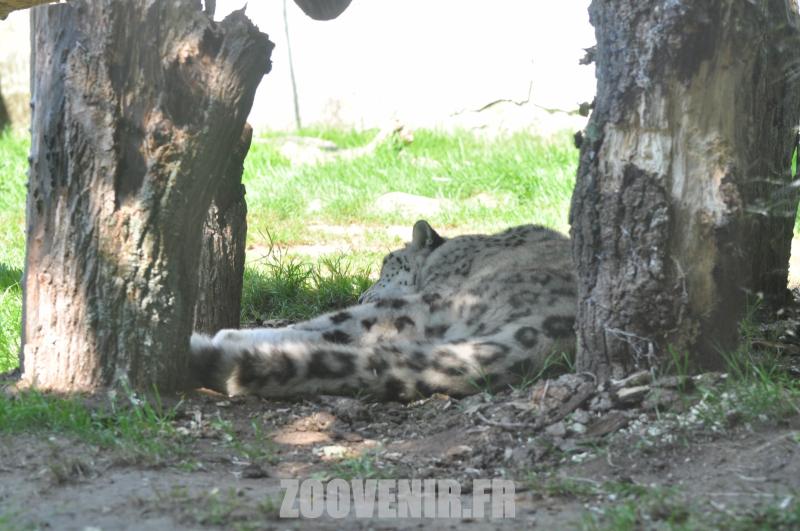 Panthére des neiges 