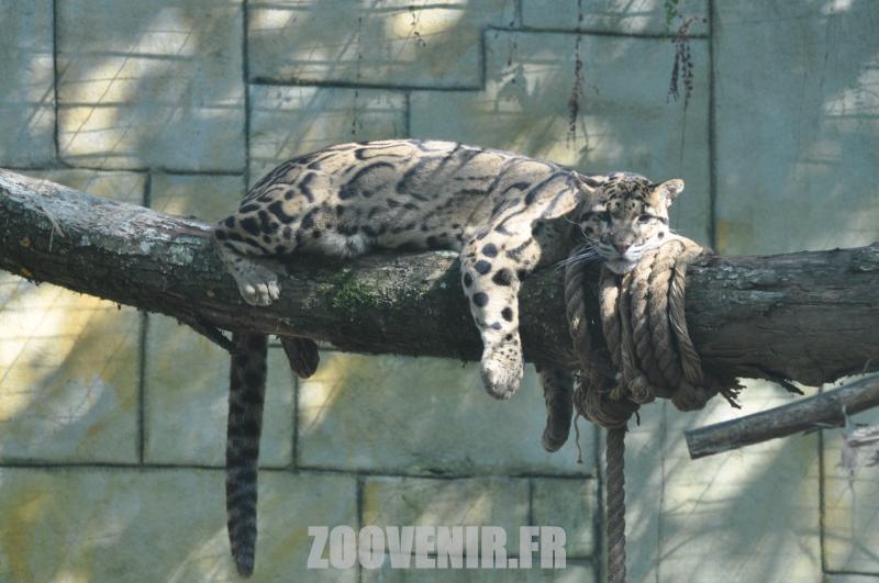 Panthère nébuleuse