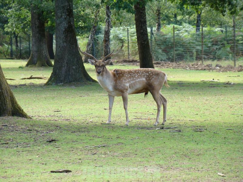 Daim de Mésopotamie 