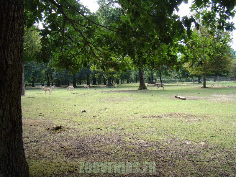 Daim de Mésopotamie