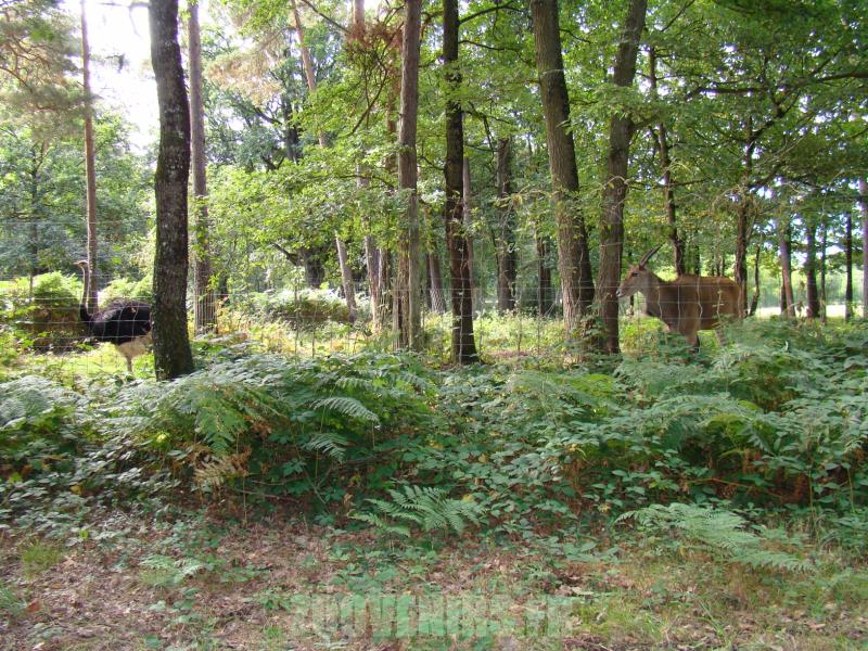 Autruche - Eland du Cap