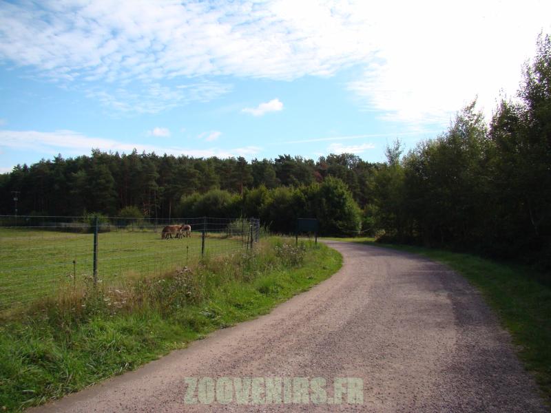 Cheval de Przewalski