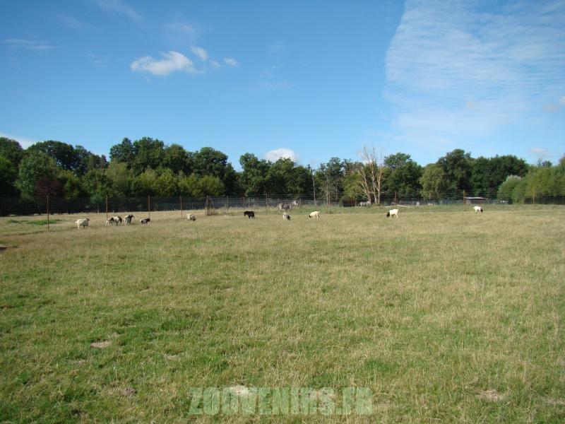 Chévre naine du Sénégal
