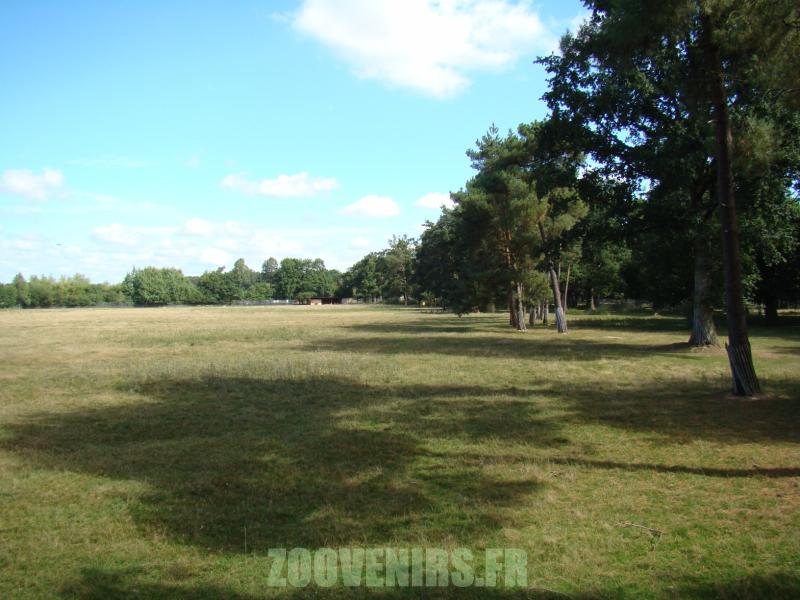 Antilope cervicapre - Cerf axis