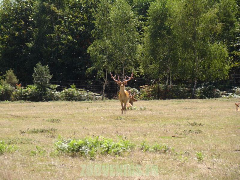 Cerf de Duvaucel