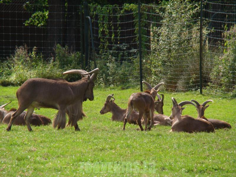 Mouflon à manchettes