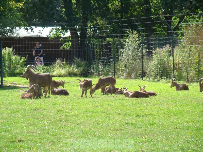 Mouflon à manchettes