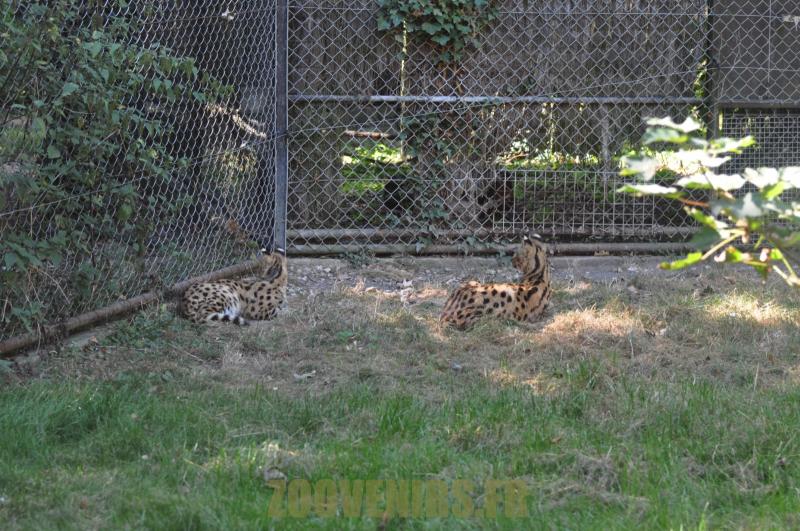 Serval