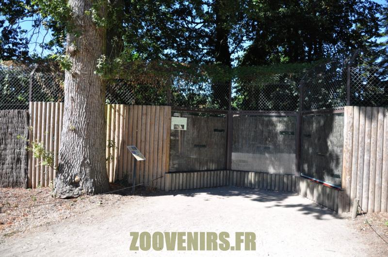 Loup d'Europe
