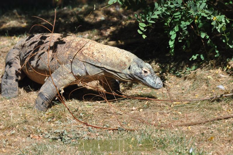Varan du Komodo