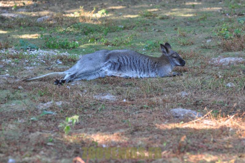 Wallaby de Bennett