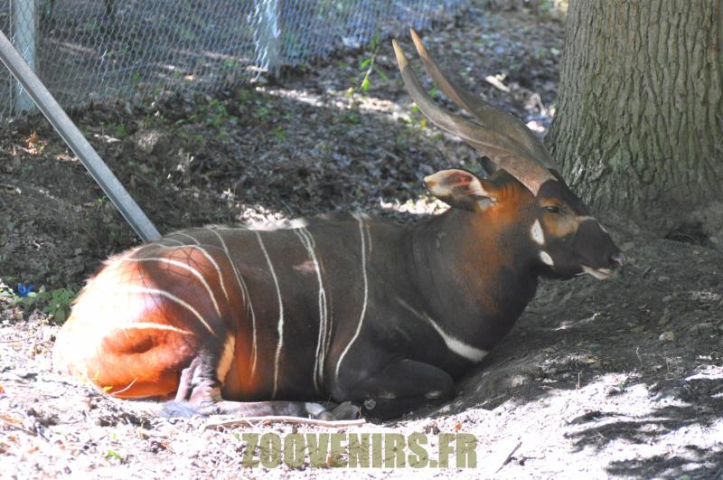 Bongo