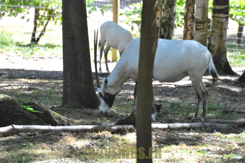 Oryx d'Arabie