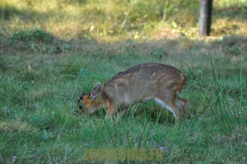 Muntjac de Chine