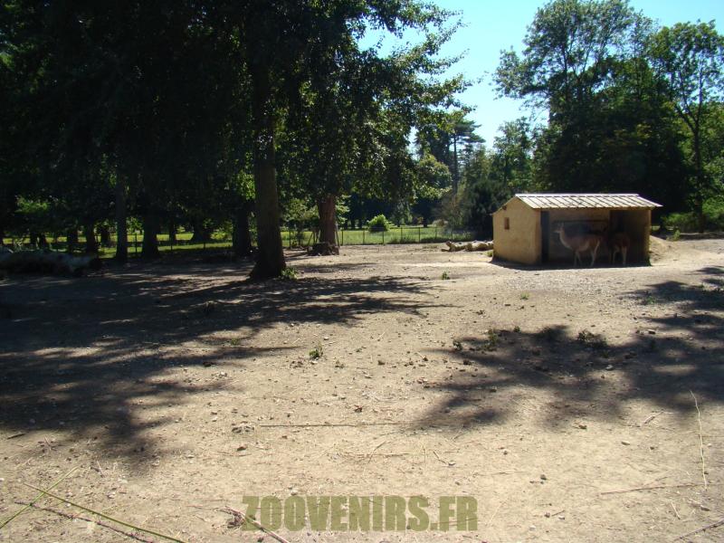 Guanaco - Mara