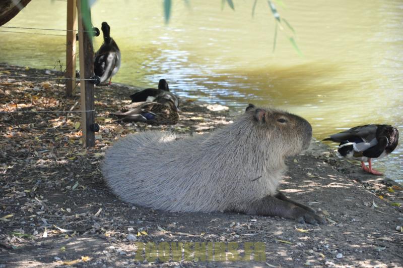 Capybara