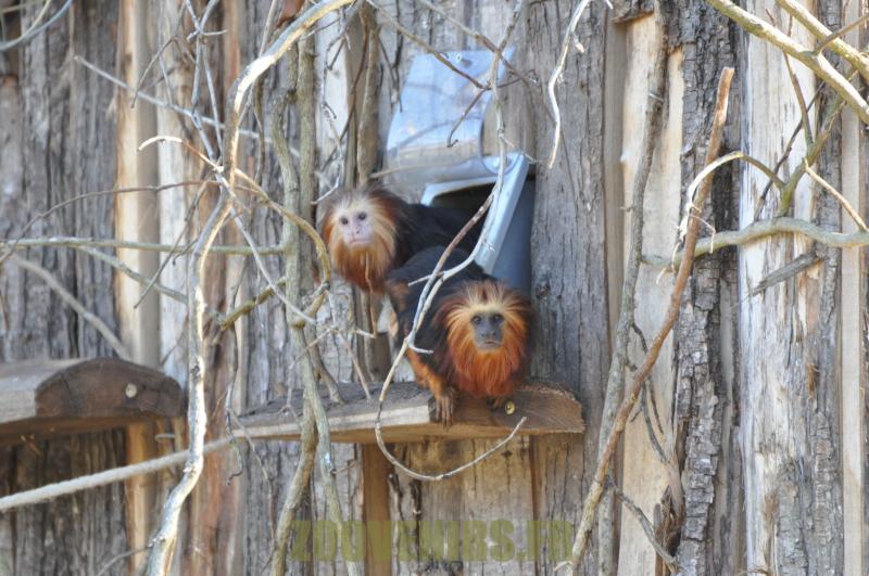 Tamarin lion à tête dorée