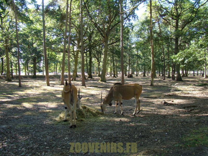 Eland du Cap