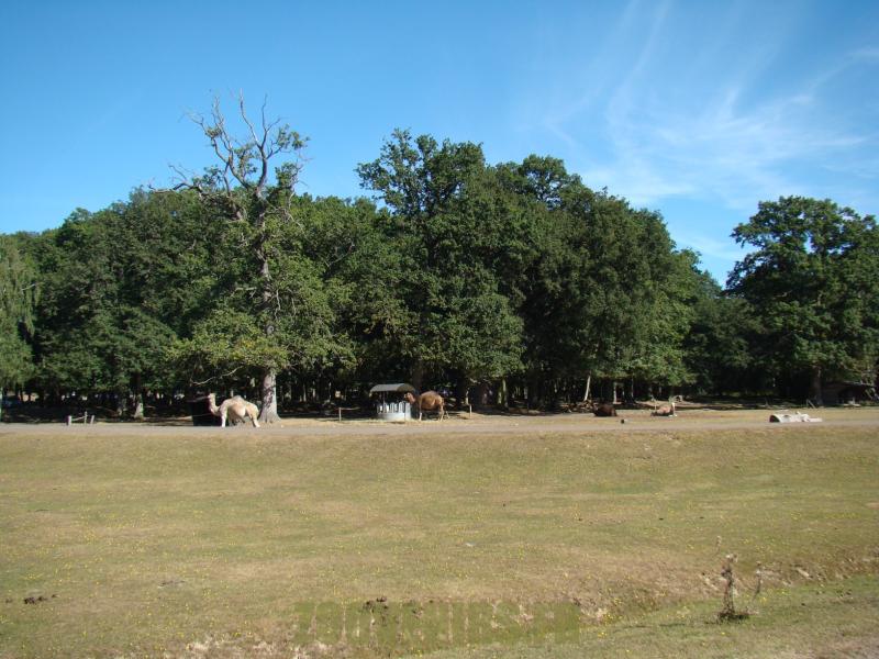 Dromadaire