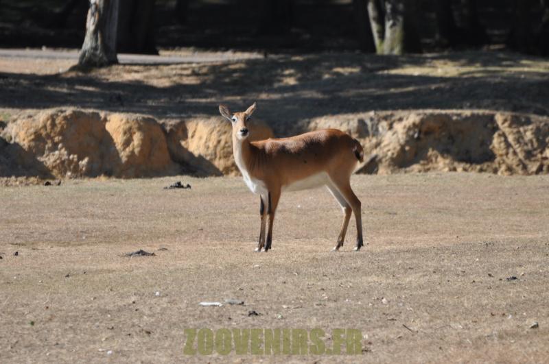 Springbok
