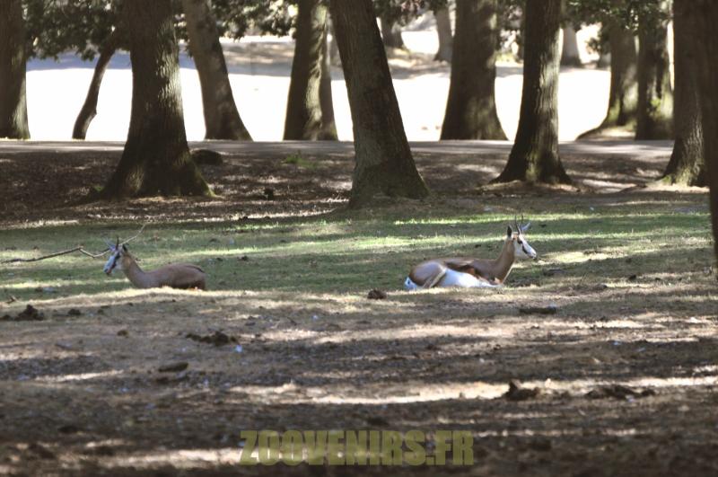 Springbok