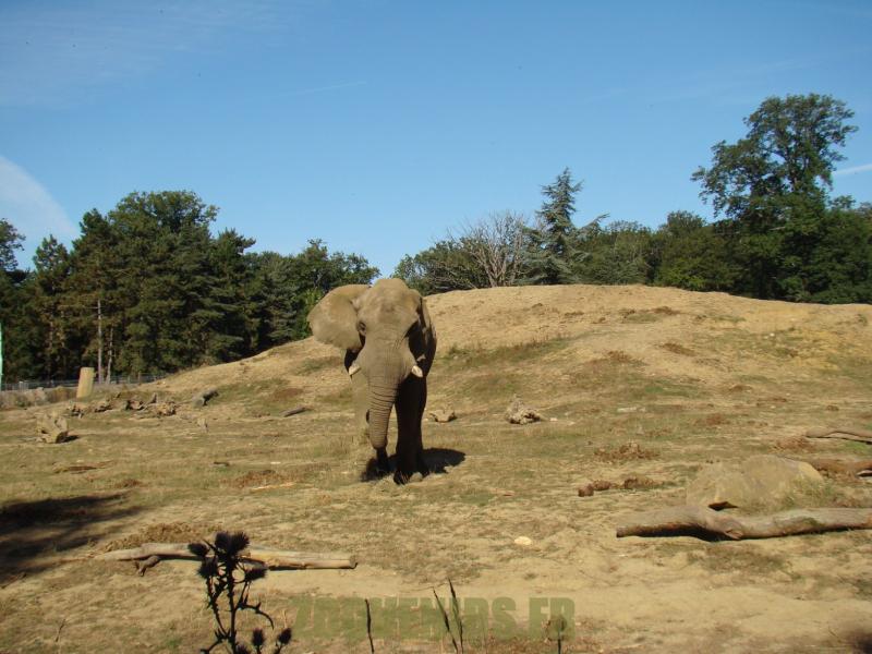 Eléphant d'Afrique