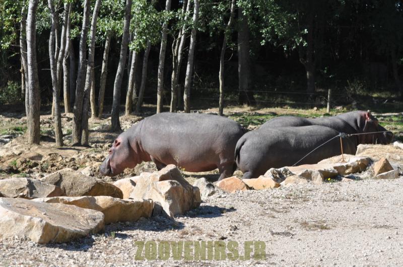 Hippopotame