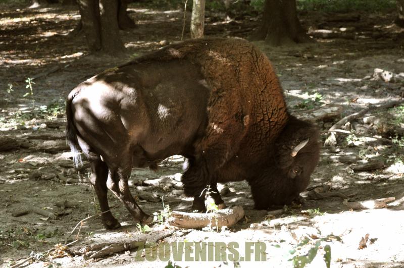 Bison d'Amérique
